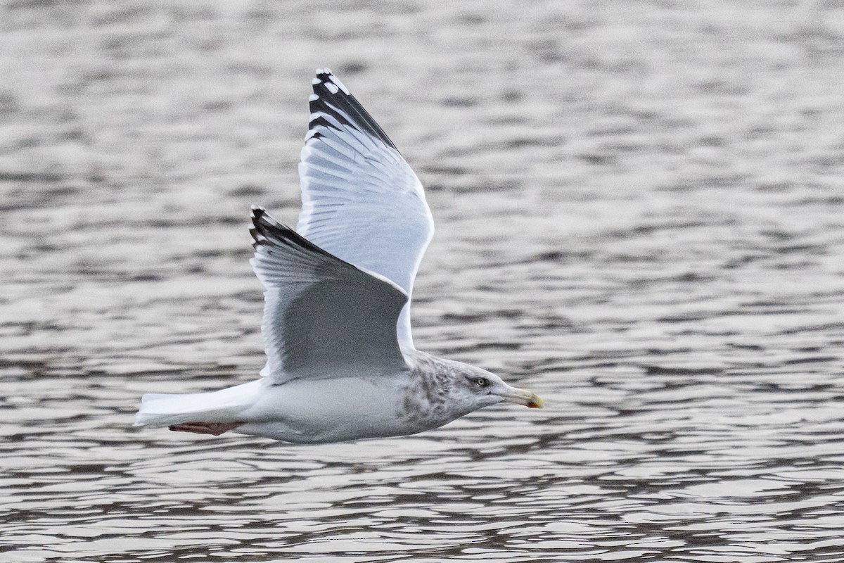 American Herring Gull - ML646351976