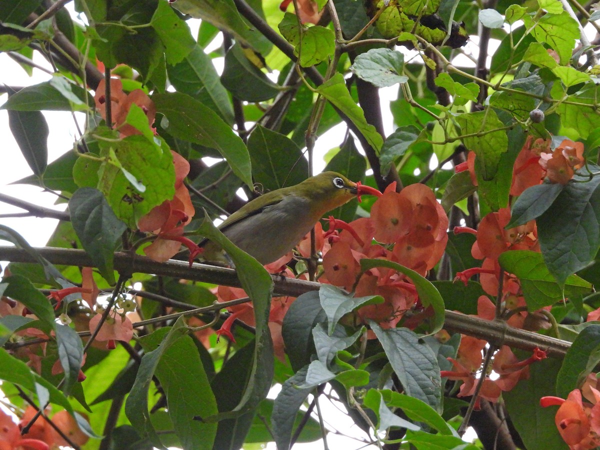 Swinhoe's White-eye - ML646351978