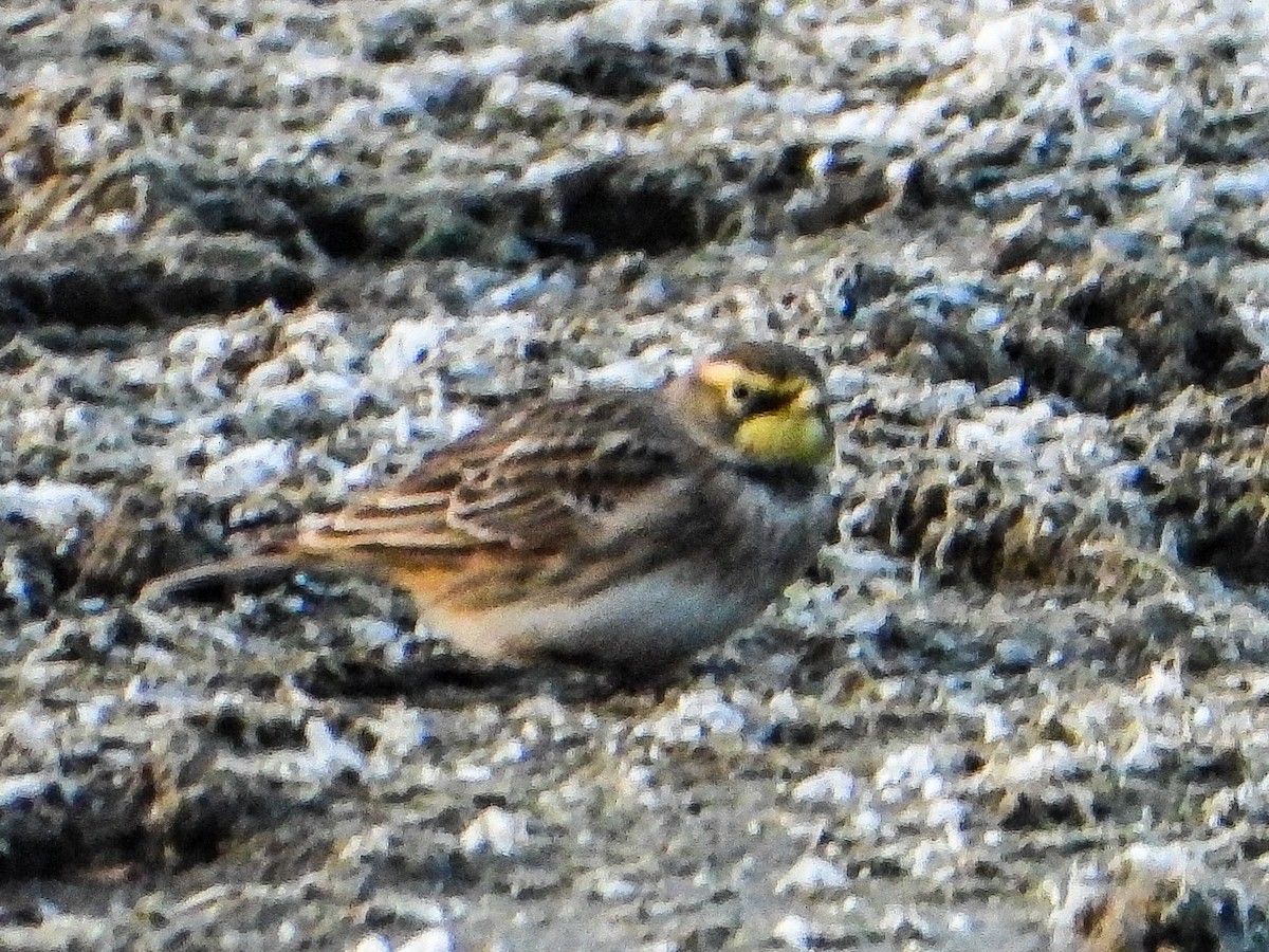 Horned Lark - ML646351982