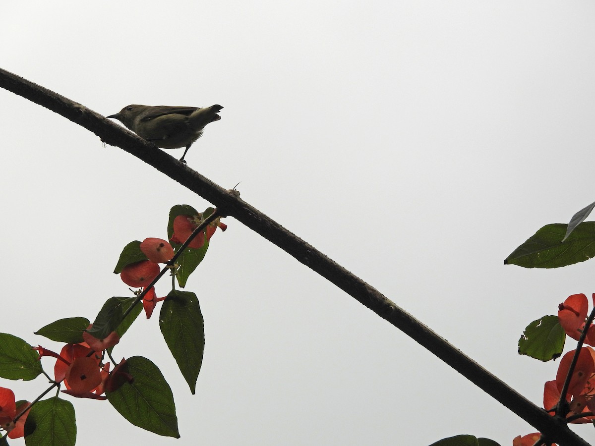 Plain Flowerpecker - ML646351984