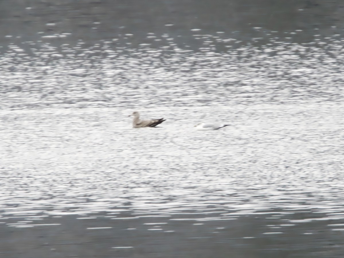 American Herring Gull - ML646351988