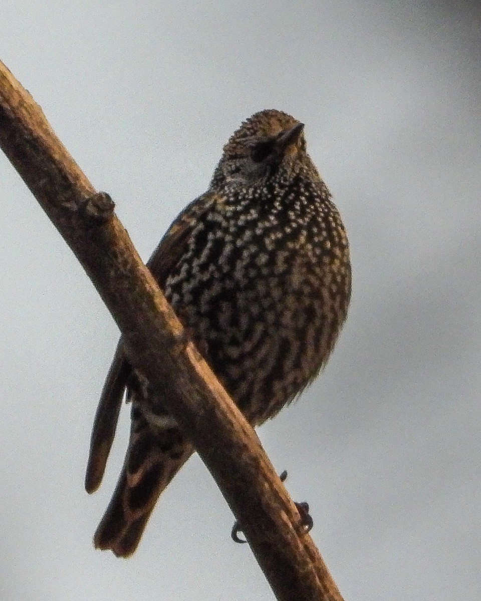 European Starling - ML646351990