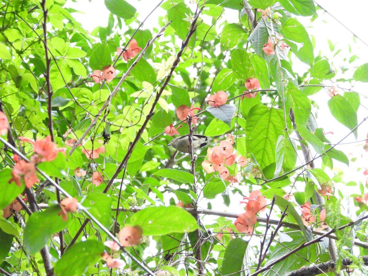 Plain Flowerpecker - ML646351991