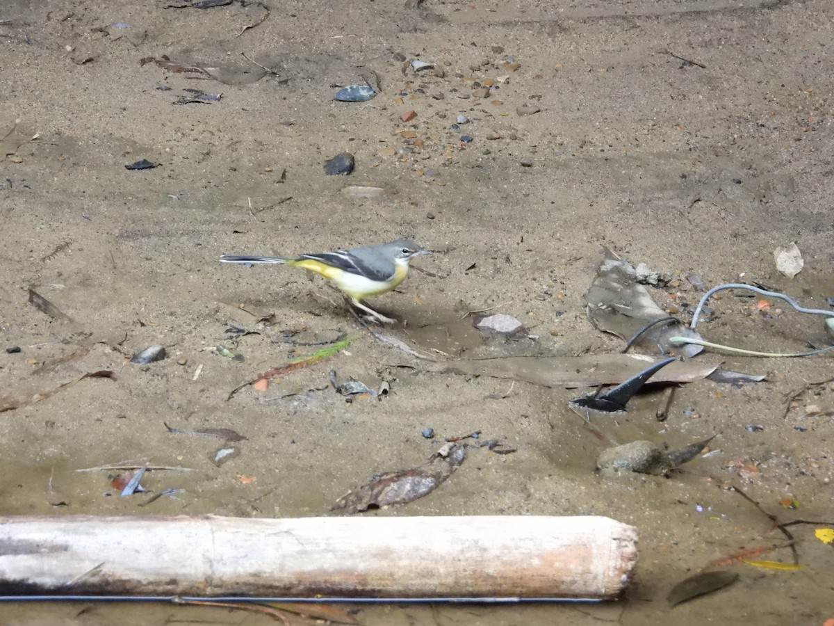 Gray Wagtail - ML646351994