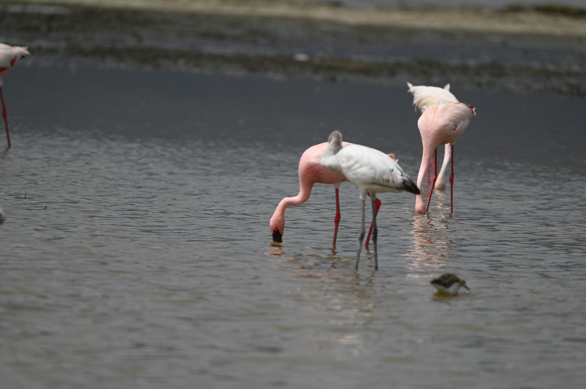 Малый фламинго - ML646351995