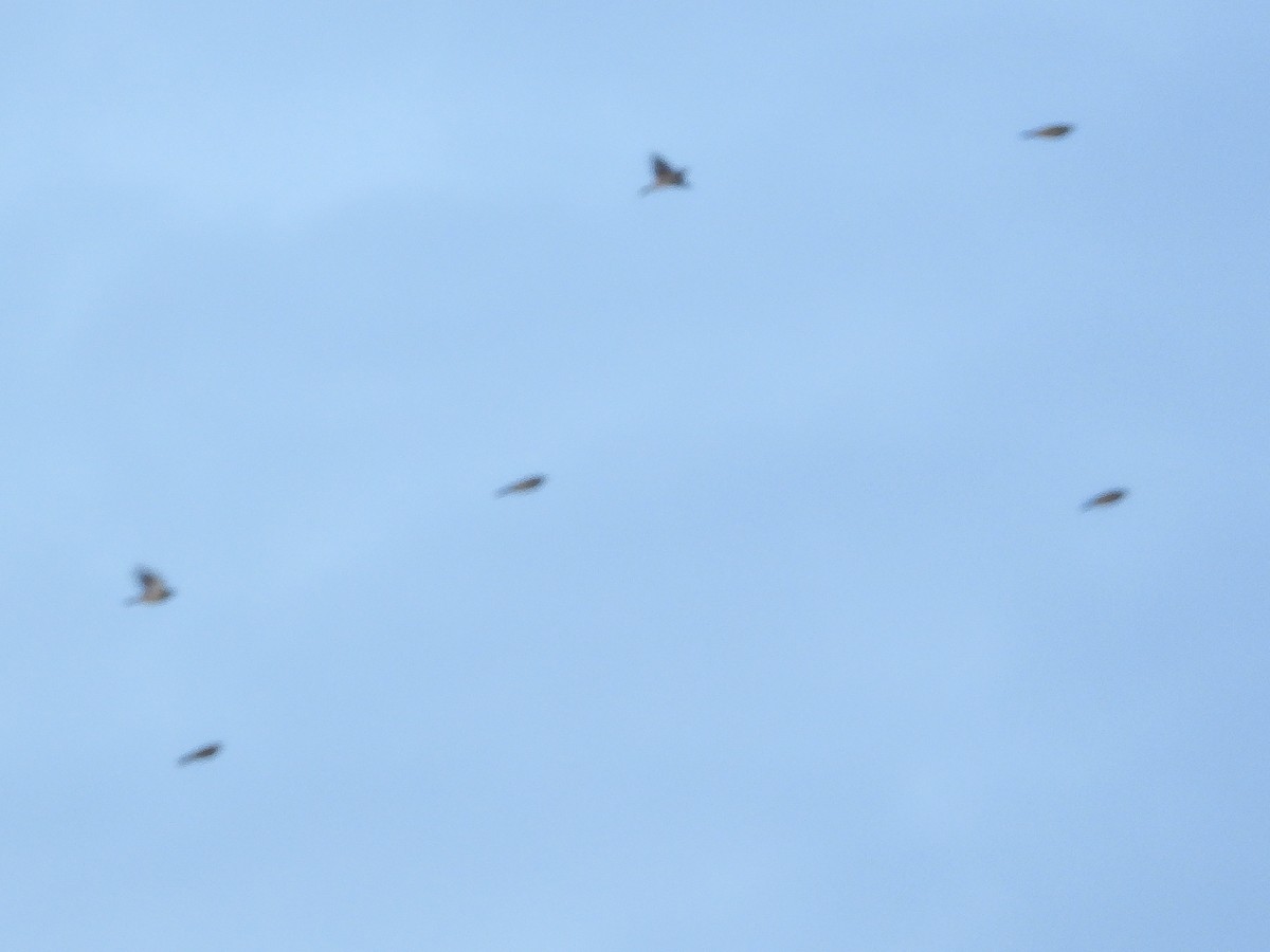 Snow Bunting - ML646351996