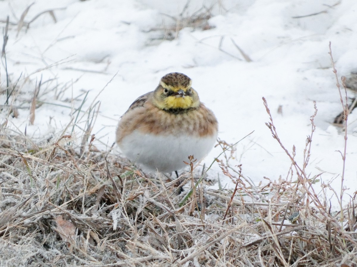 Horned Lark - ML646351997