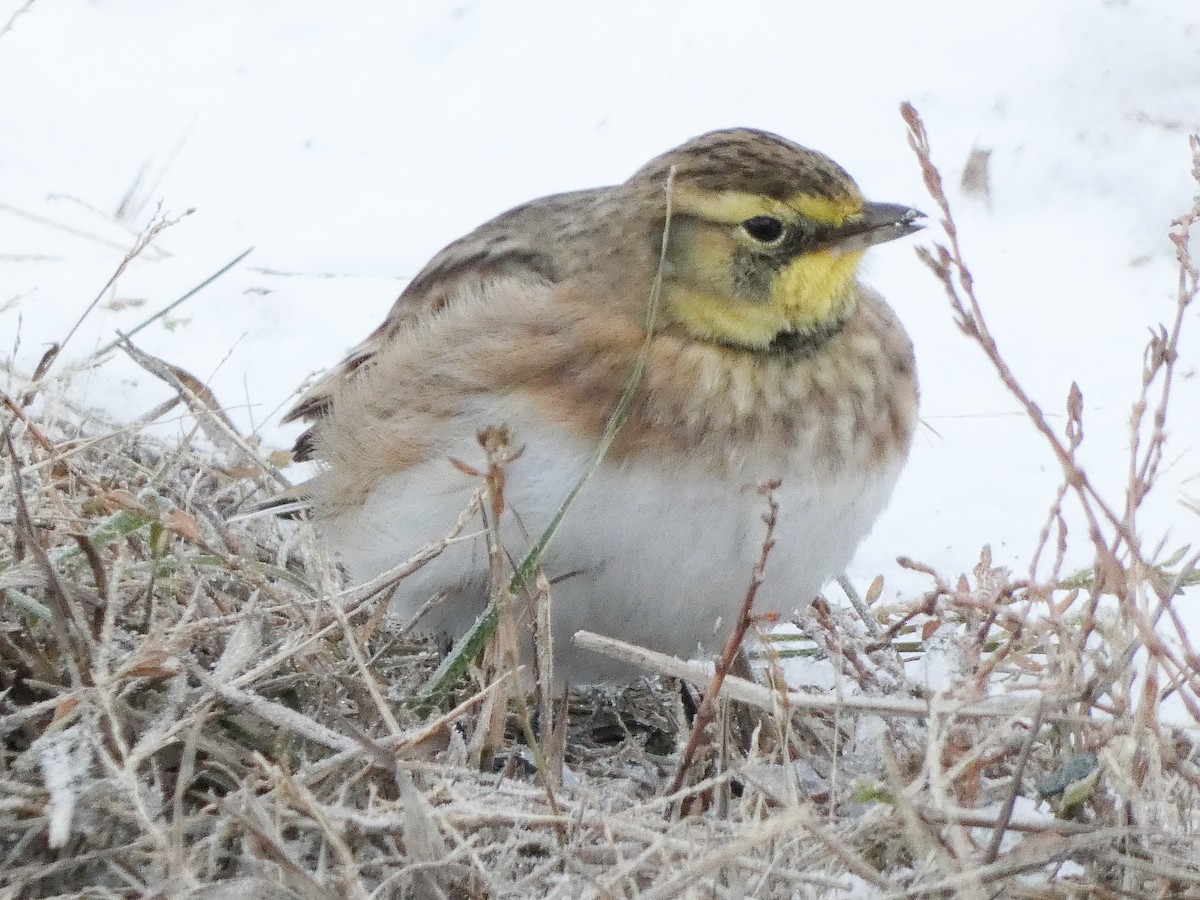 Horned Lark - ML646351998