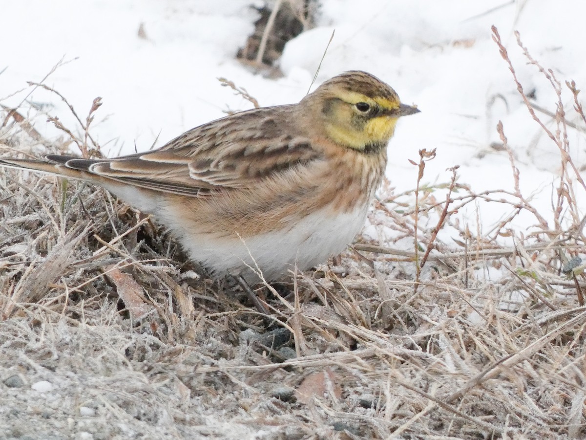 Horned Lark - ML646351999