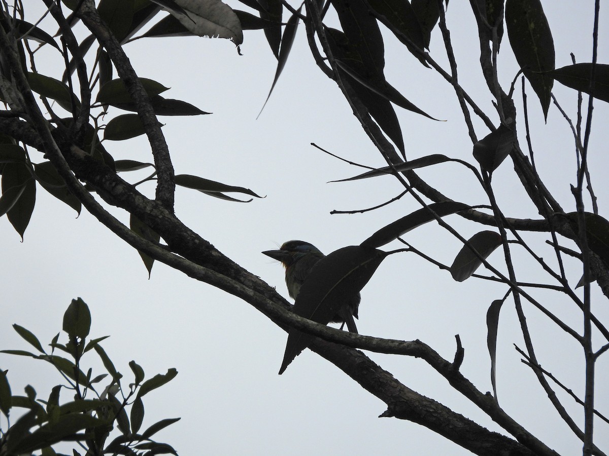 Taiwan Barbet - ML646352000