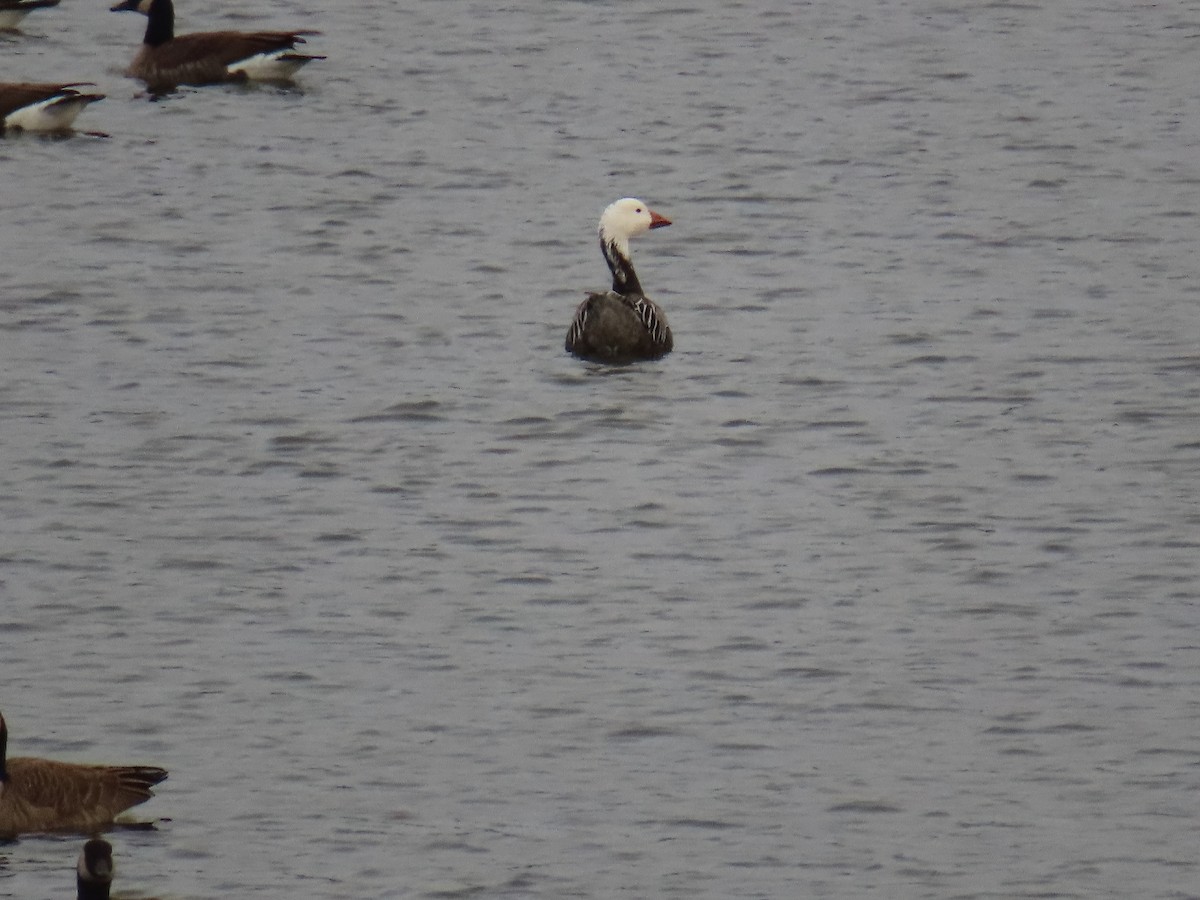 Гуска біла - ML646352004