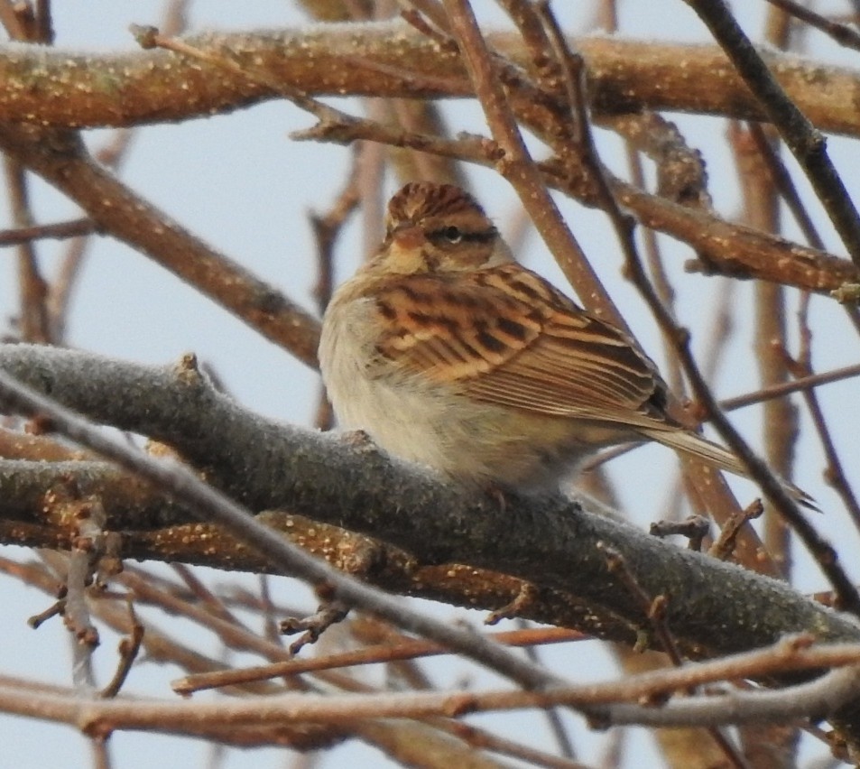 チャガシラヒメドリ - ML646352007