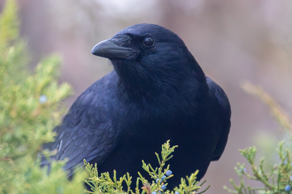 Fish Crow - ML646352008