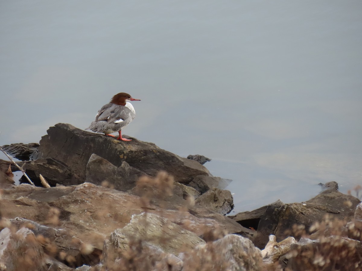 Крех великий - ML646352009