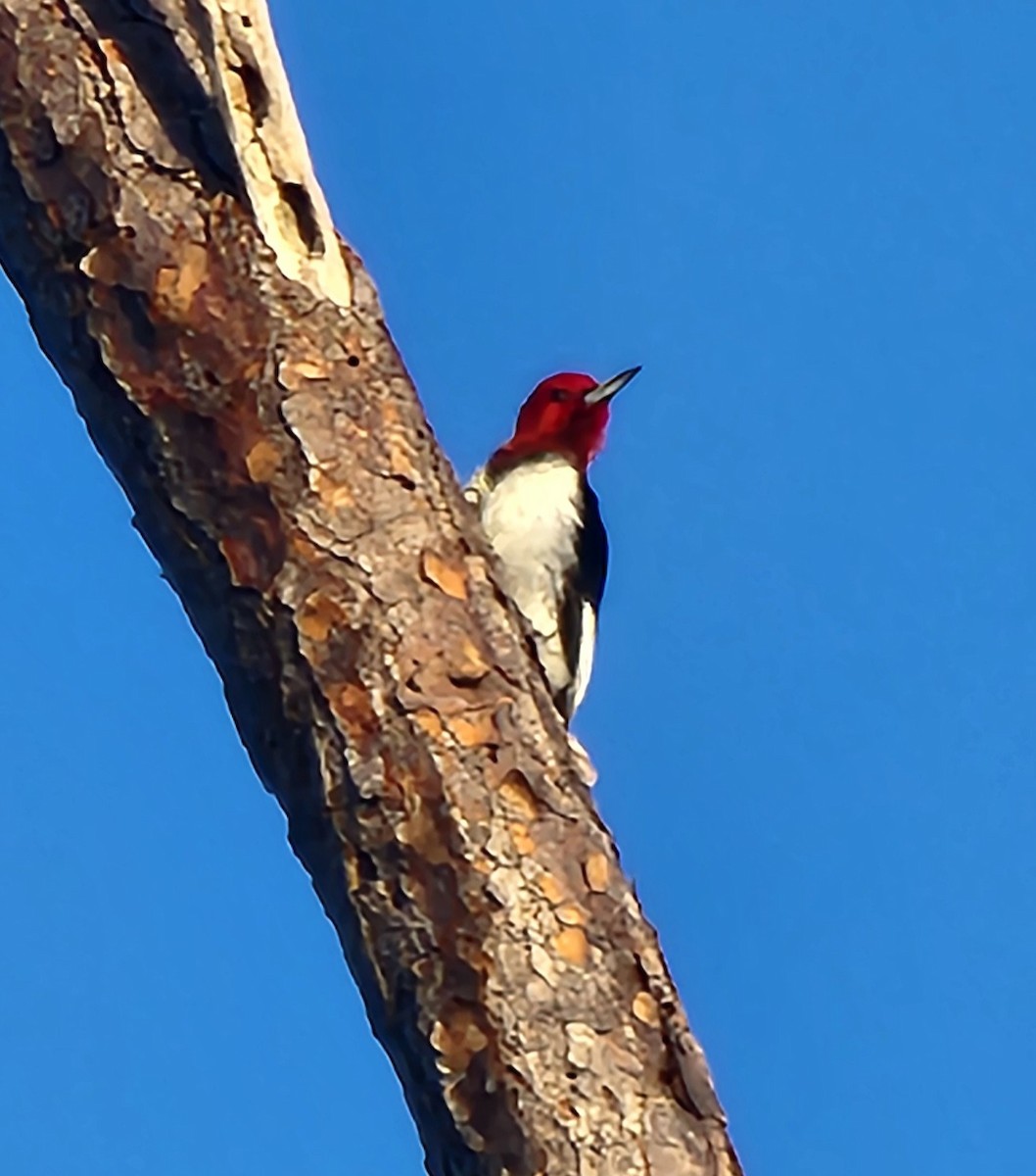 Red-headed Woodpecker - ML646352012