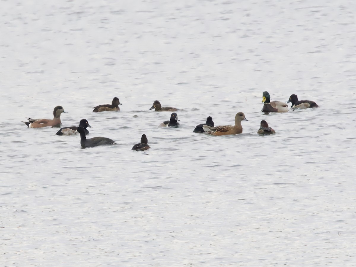 American Wigeon - ML646352013
