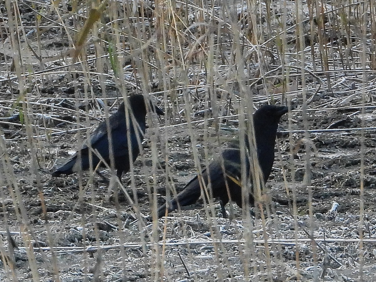 American Crow - ML646352014