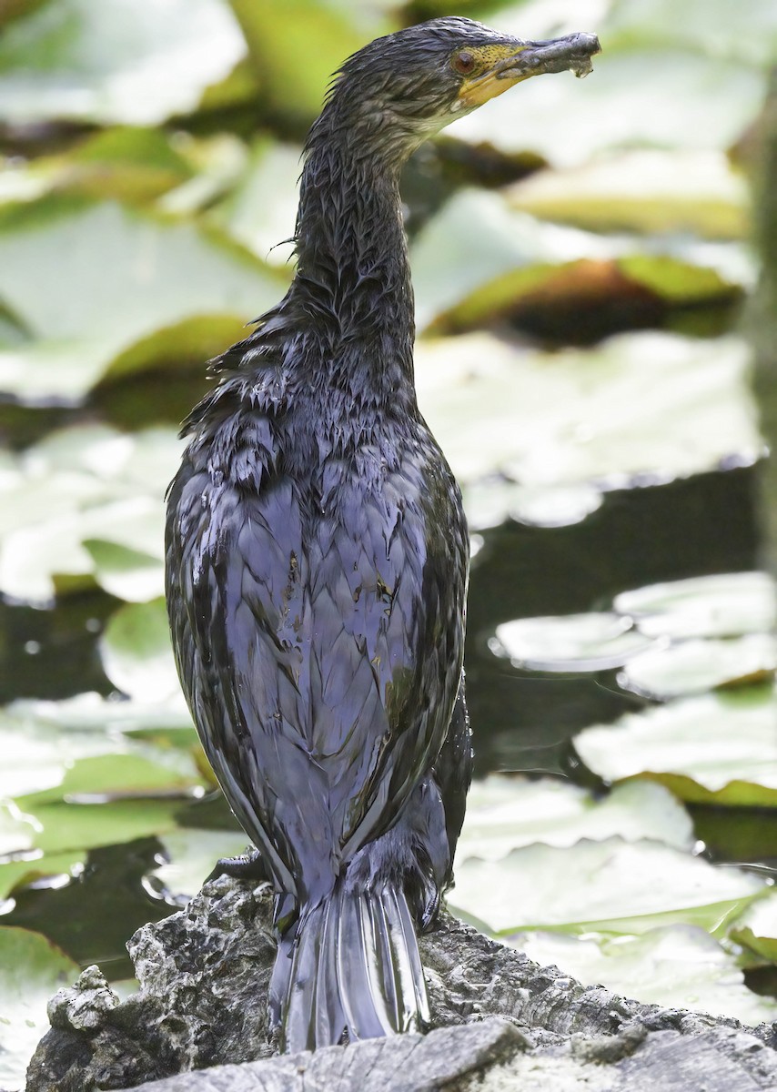 Reed Cormorant - ML646352016