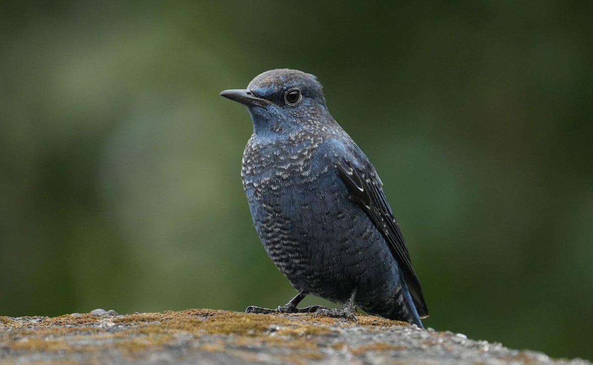 skalník modrý (ssp. pandoo) - ML646352017