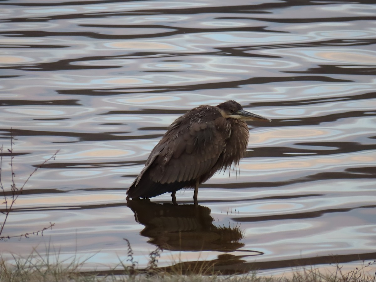 Чапля північна - ML646352018