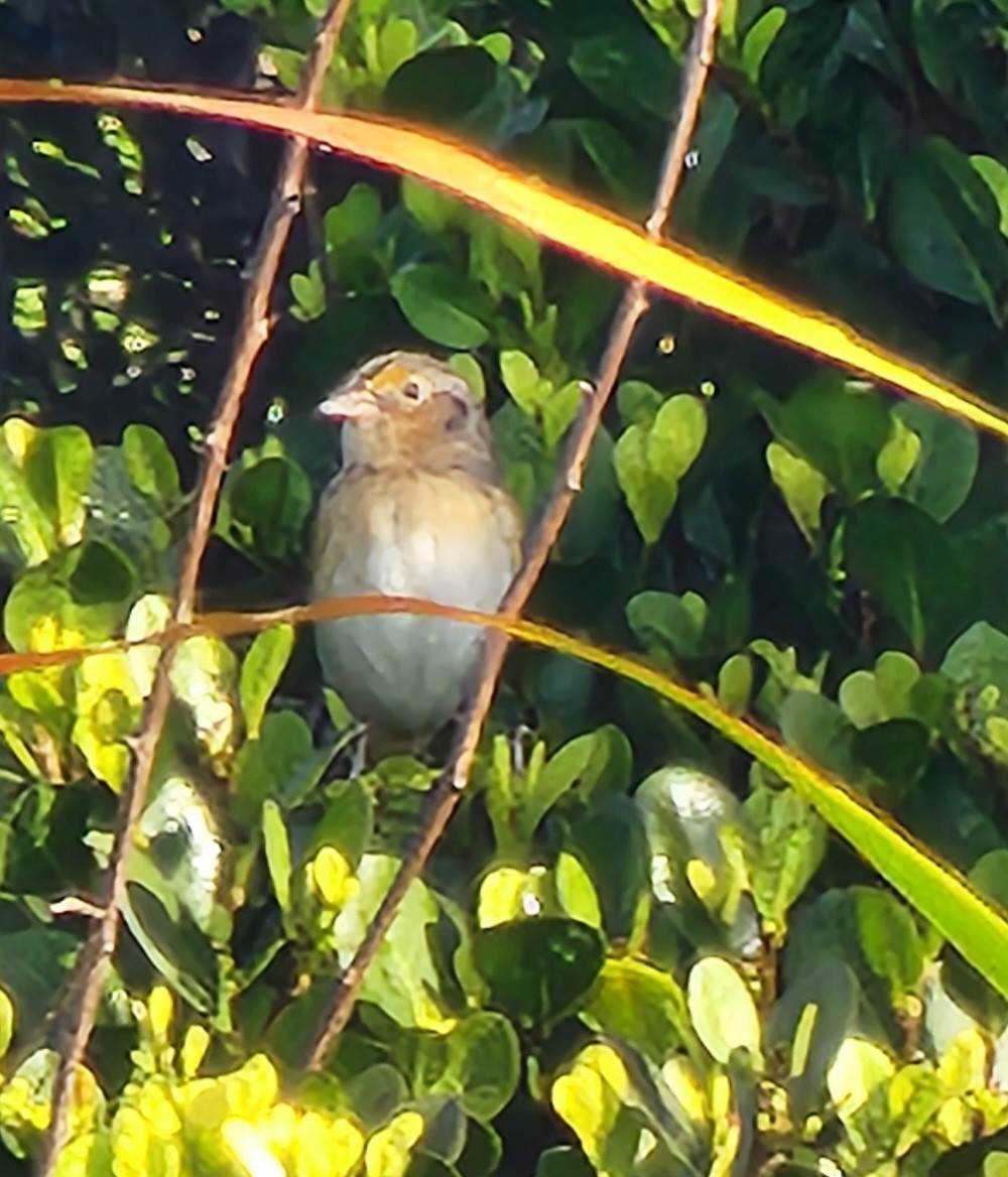 Grasshopper Sparrow - ML646352019