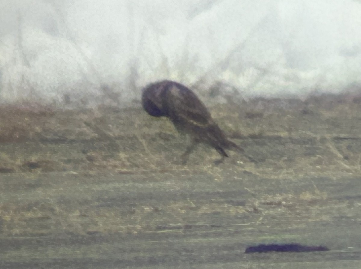 Chestnut-collared Longspur - ML646352028