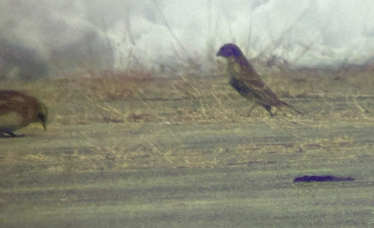 Chestnut-collared Longspur - ML646352029