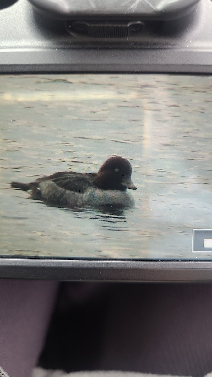 Гоголь зеленоголовий - ML646352031