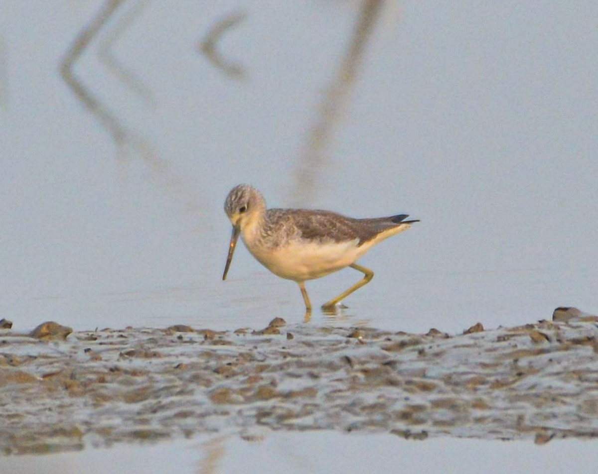 Common Greenshank - ML646352032