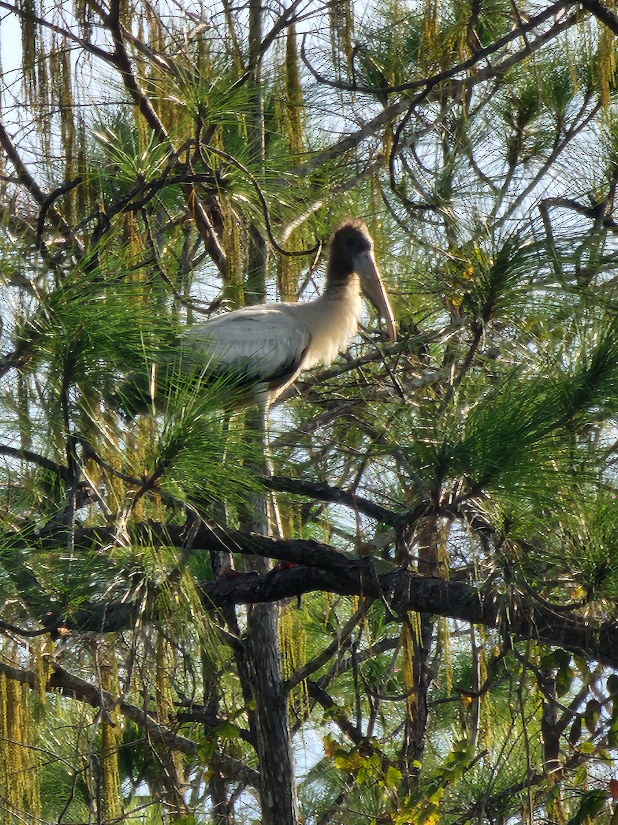 Wood Stork - ML646352034