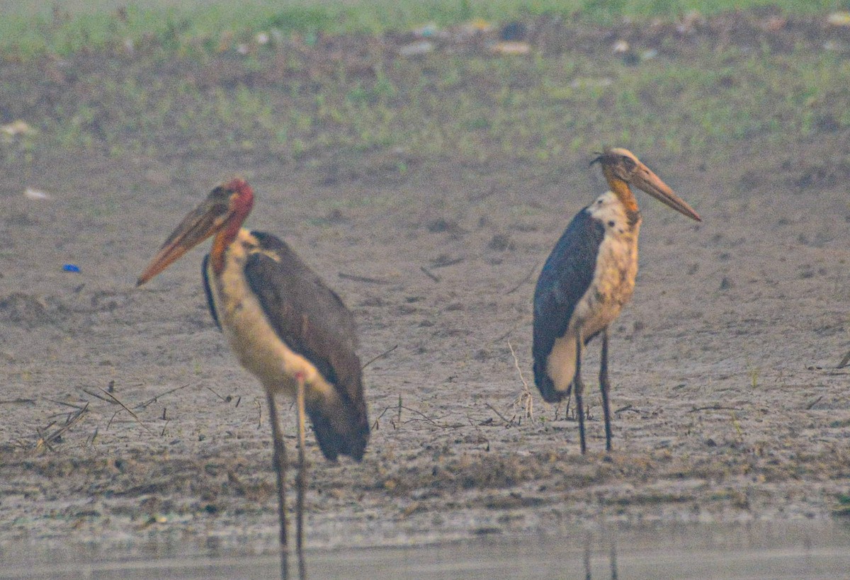 Lesser Adjutant - ML646352035