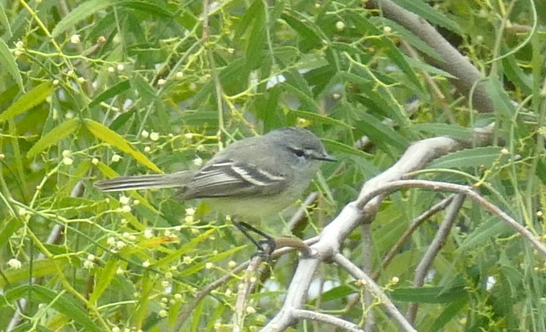 White-crested Tyrannulet - ML646352036