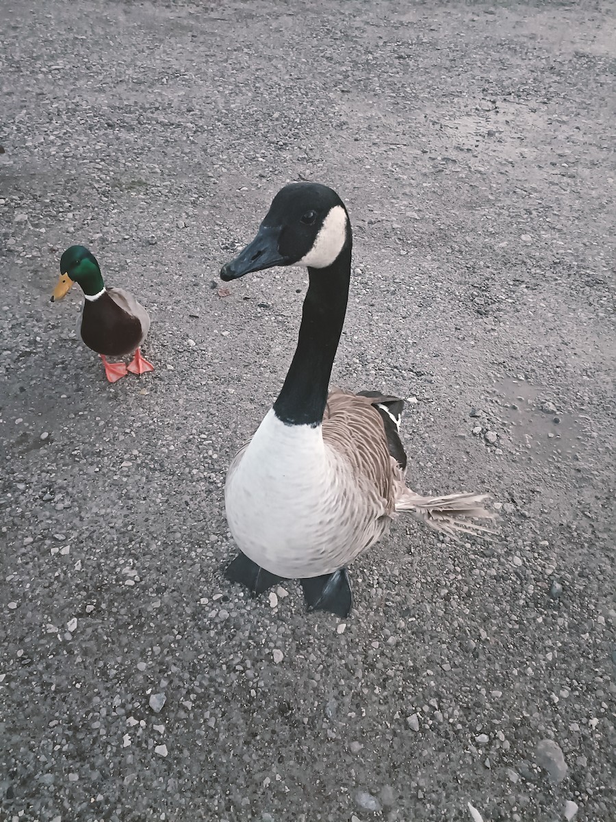 Canada Goose - ML646352037