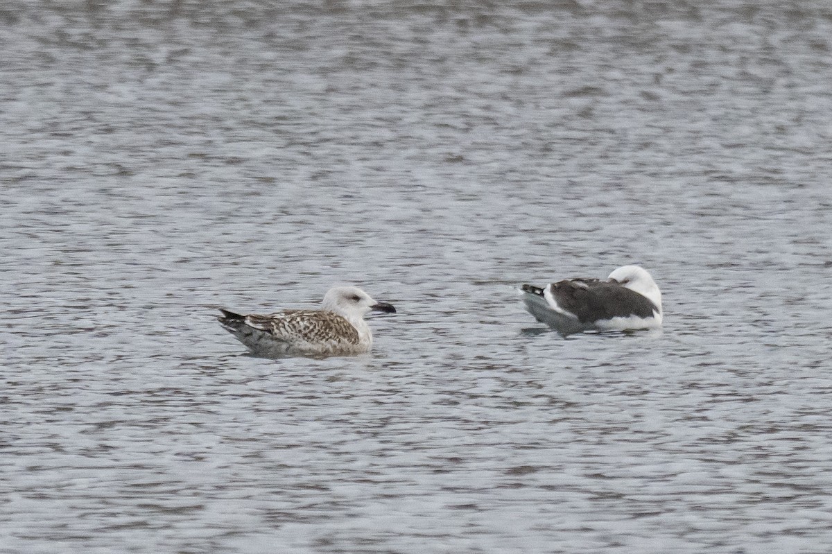 racek mořský - ML646352038