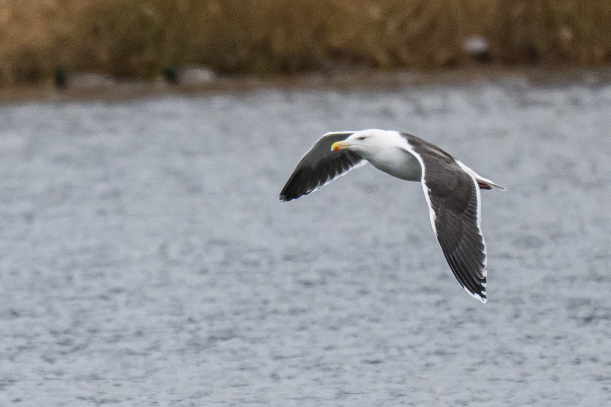 racek mořský - ML646352039