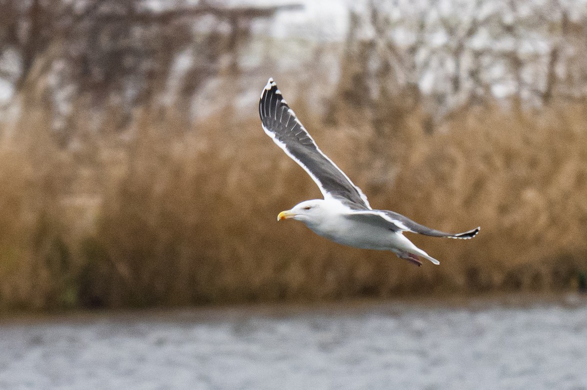 racek mořský - ML646352040