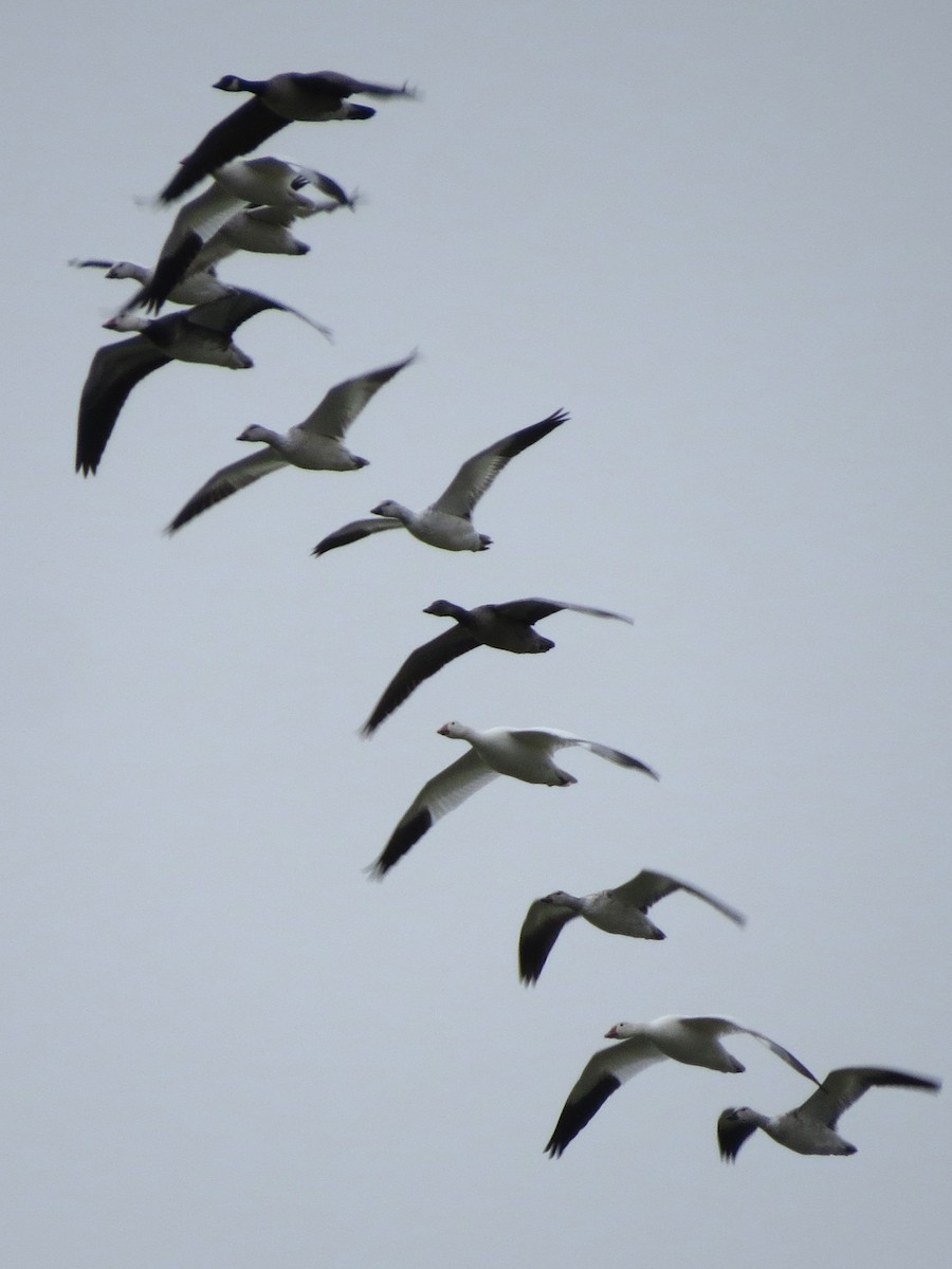 Oca delle nevi - ML646352041