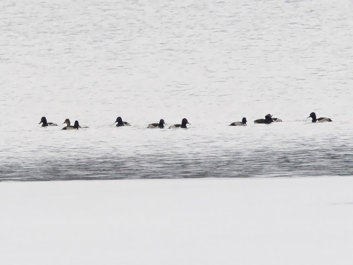 Ring-necked Duck - ML646352042
