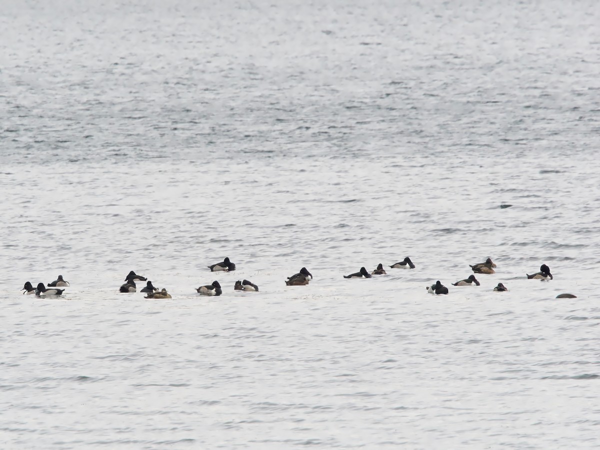 Ring-necked Duck - ML646352043
