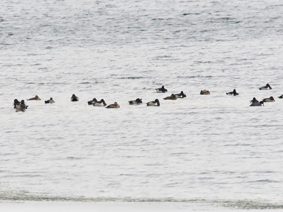 Ring-necked Duck - ML646352044