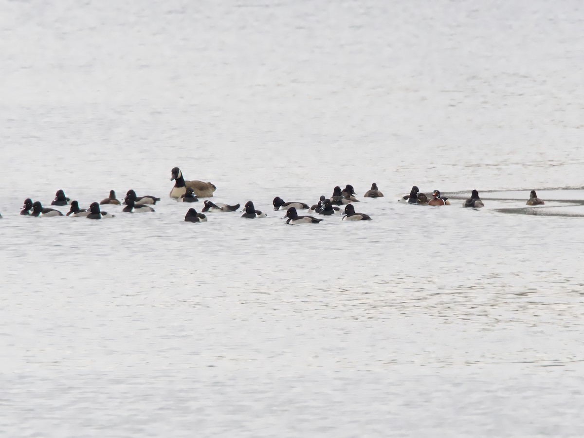 Ring-necked Duck - ML646352045