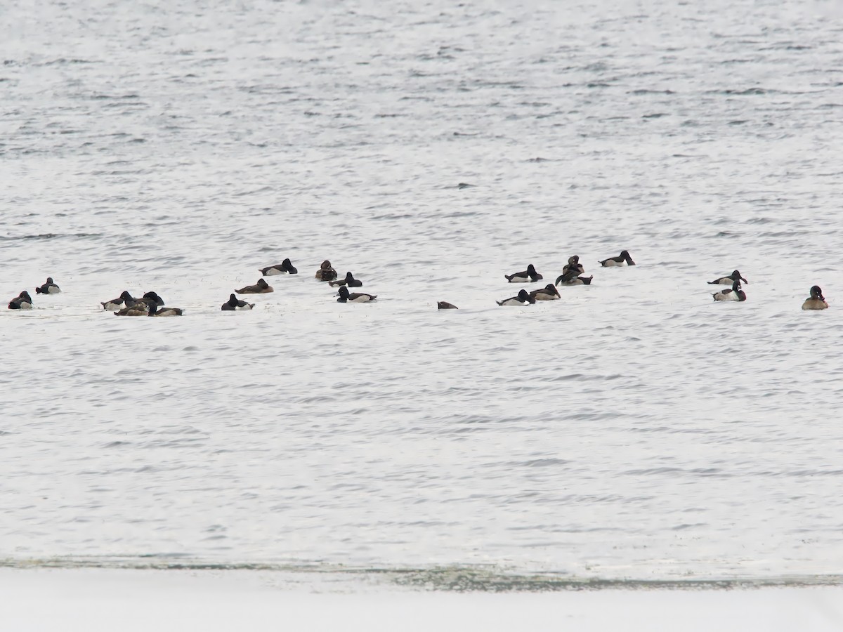 Ring-necked Duck - ML646352046