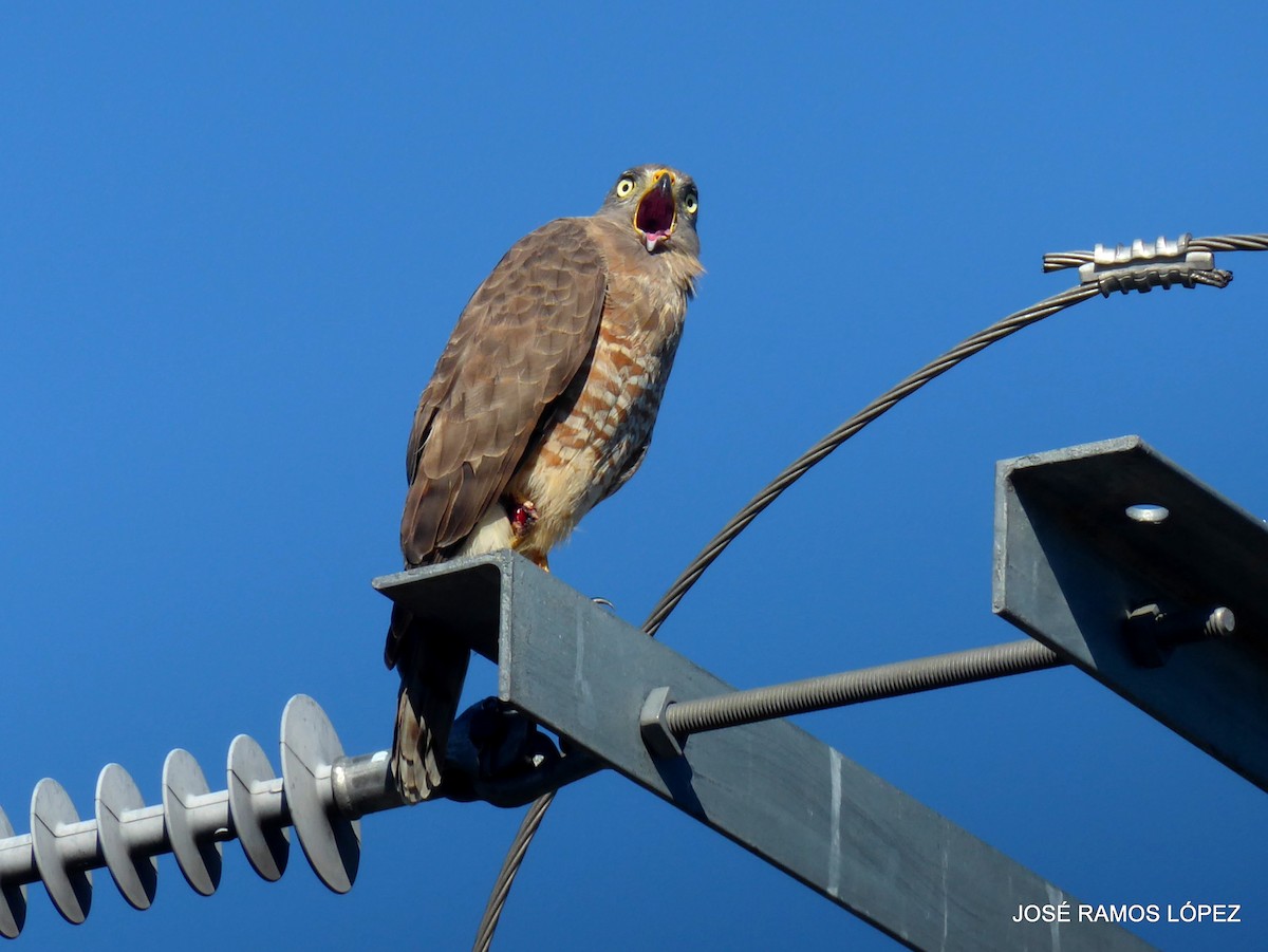 Roadside Hawk - ML646352047
