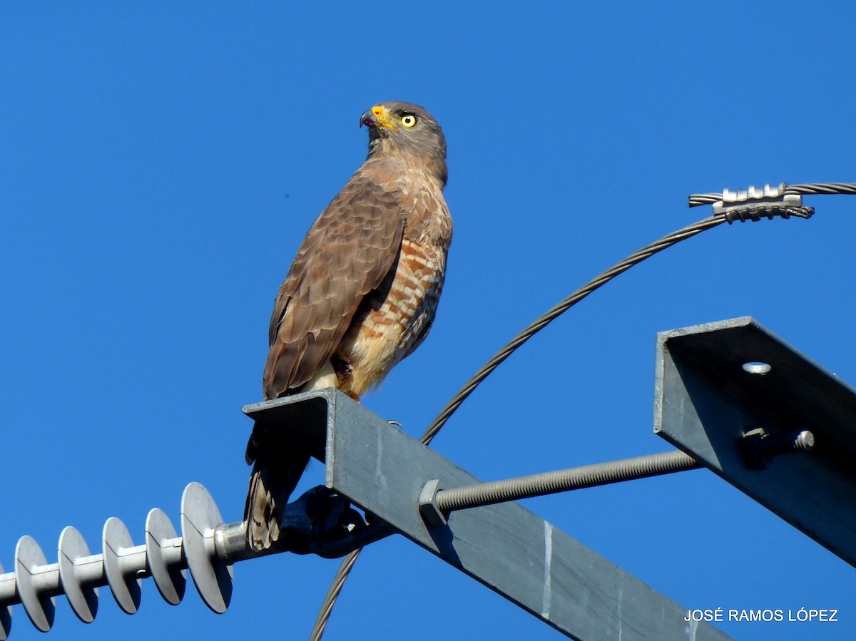 Roadside Hawk - ML646352048