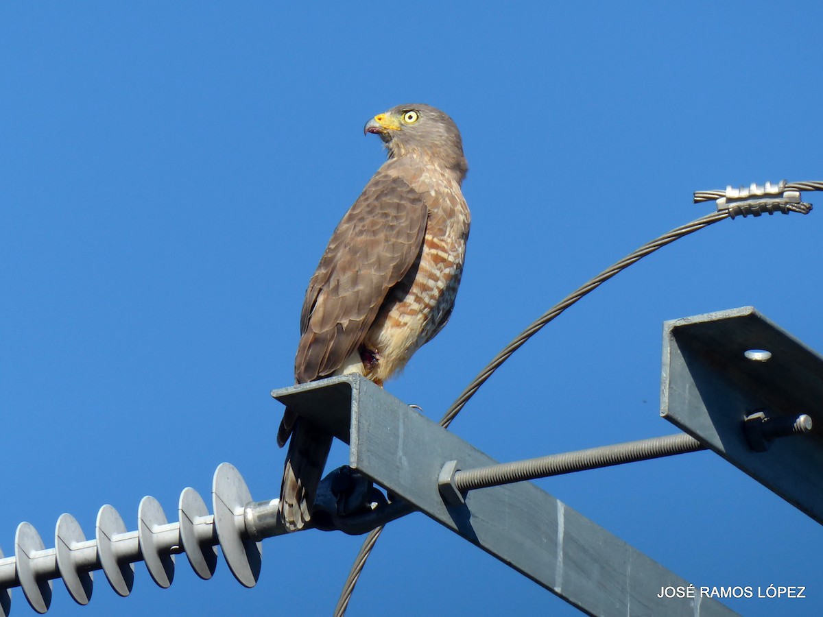 Roadside Hawk - ML646352049