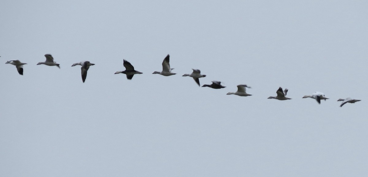 Oca delle nevi - ML646352050