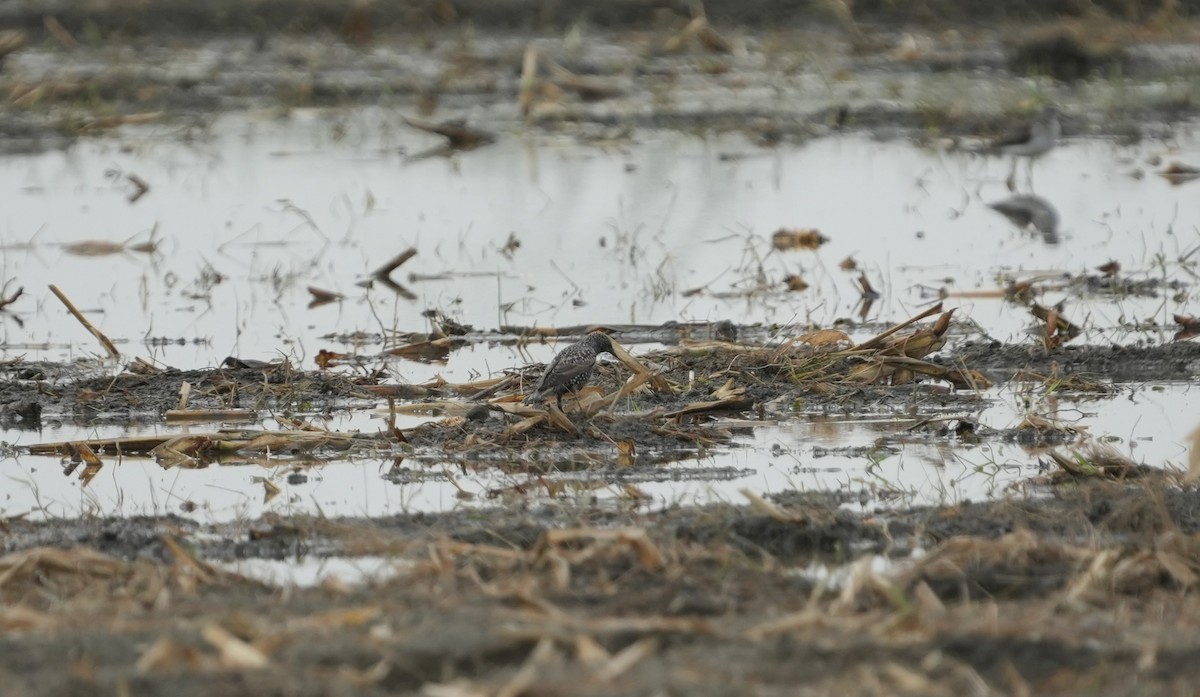European Starling - ML646352051