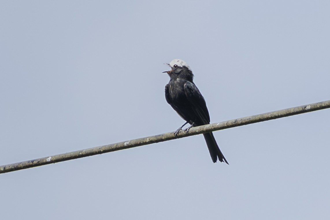 Long-tailed Tyrant - ML646352053