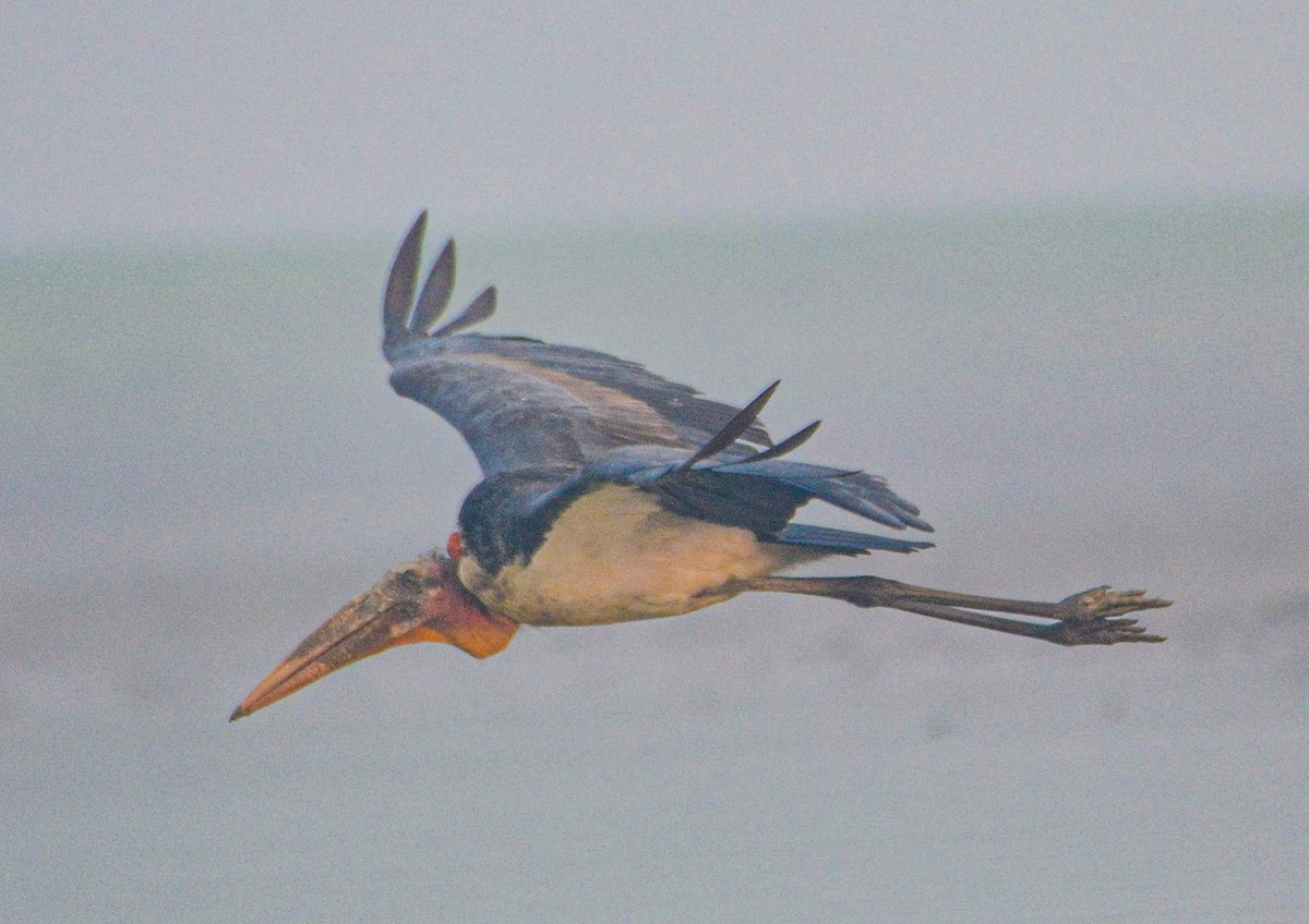 Индийский марабу - ML646352054