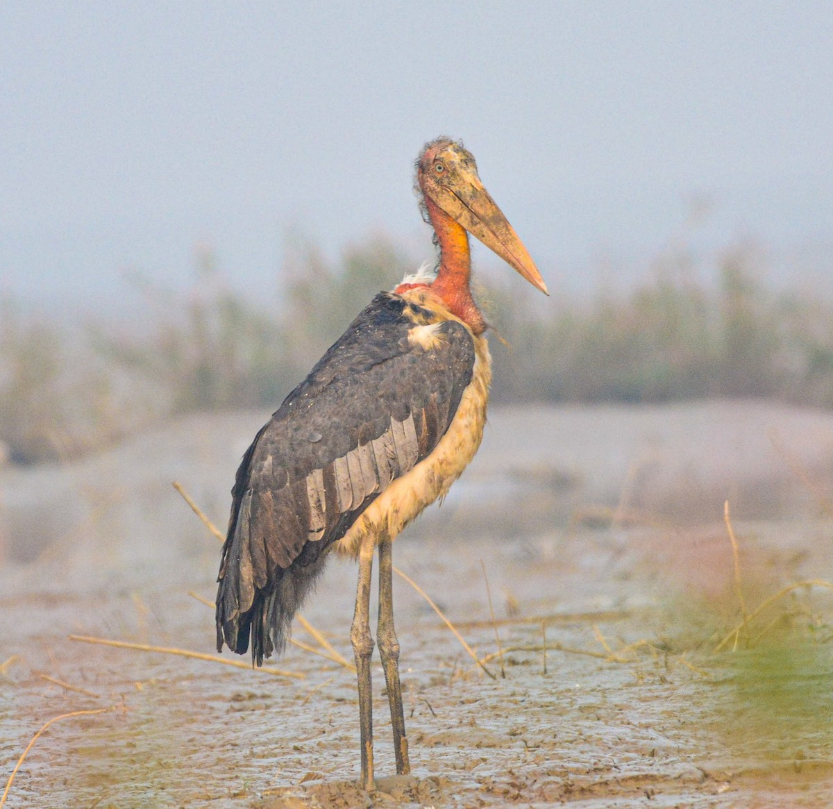 Индийский марабу - ML646352055